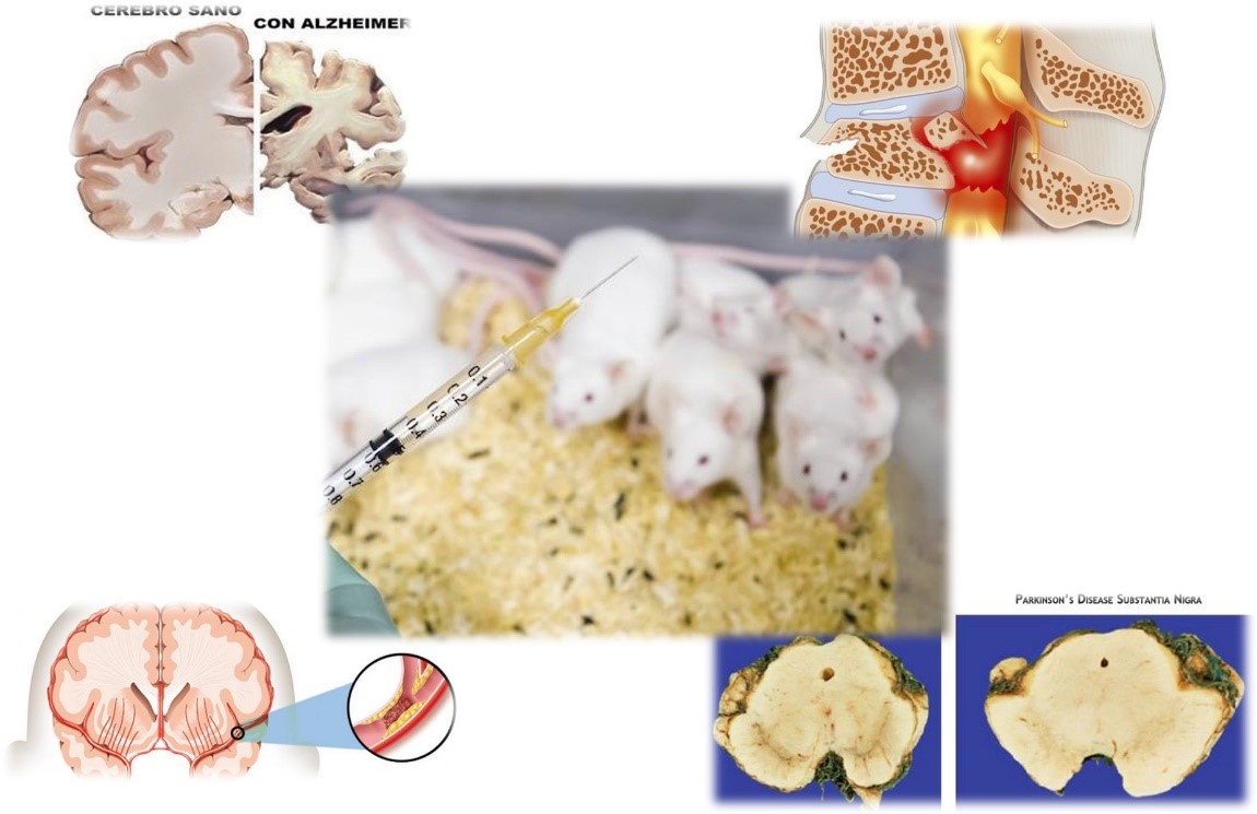 Animal Models Genetic Disease at Edward Calvo blog