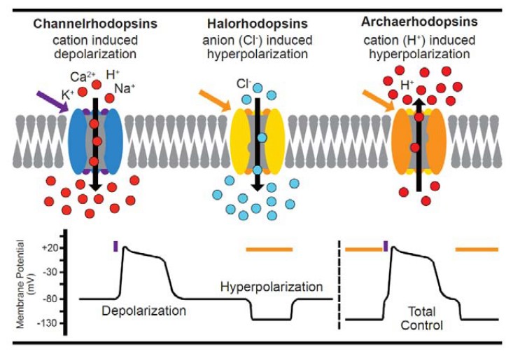 Optogenetics - Creative Bioarray