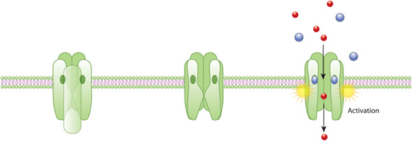 An example of ion channel activation
