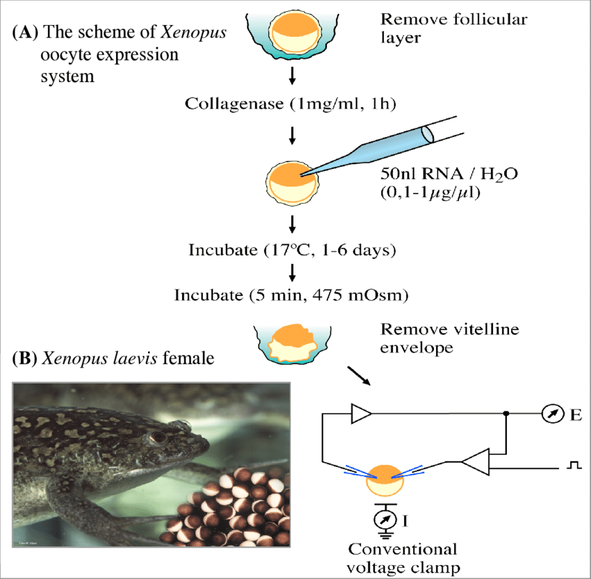 Figure 1. The artificial expression of ion channels on the membrane of Xenopus laevis oocytes.