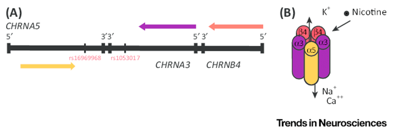 CHRNA3