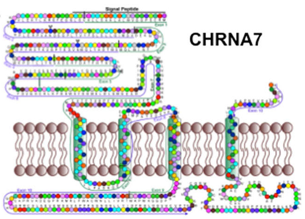 CHRNA7