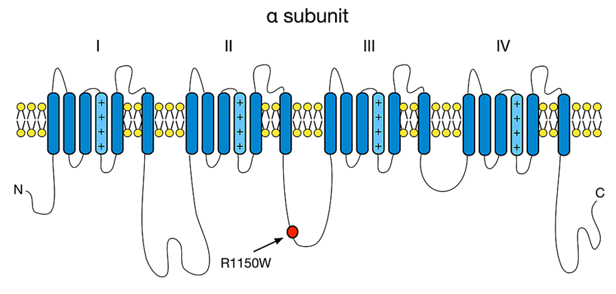 Nav1.7 alpha-subunit structure.