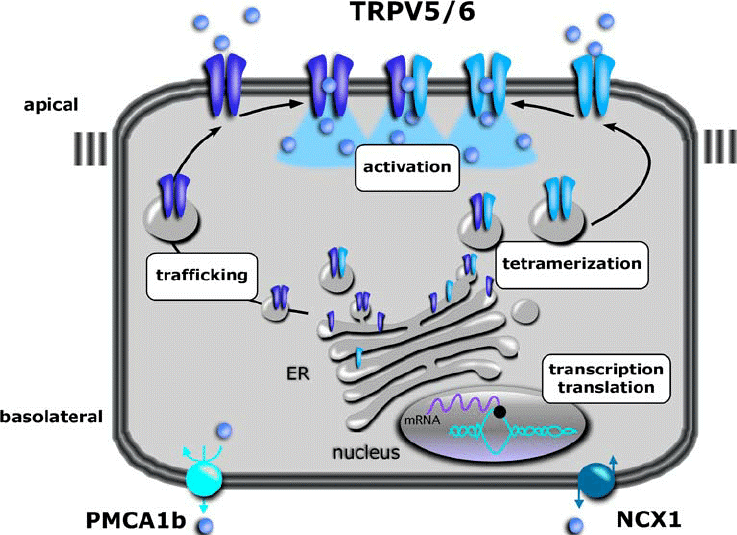 Figure 1. Overview of levels at which TRPV5 and TRPV6 are regulated. (Nijenhuis T, et al.; 2005)