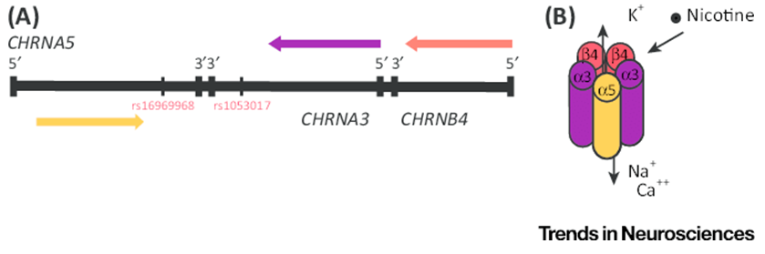The Genetic Locus CHRNA5 CHRNA3 CHRNB4 the Subunits of a Nicotinic Acetylcholine Receptor (nAChR).