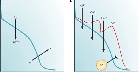 The mechanism of delayed repolarization caused by IKr inhibition. The balance between inward and outward currents determines the morphology and duration of the action potential, and consequently the duration of the QT interval. Drug-induced inhibition of the IKr current can delay repolarization, and prolong the action potential duration and the QT interval.