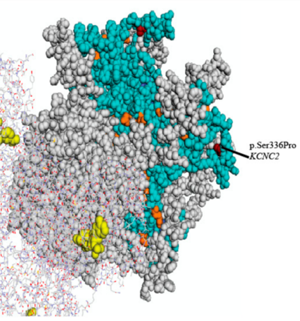 Three-dimensional structural homology model of the voltage-gated potassium channel, Kv3.2 with mapped EA-related mutations.