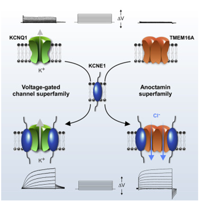 KCNE1 can serve as an auxiliary subunit of two superfamilies of ion channels.