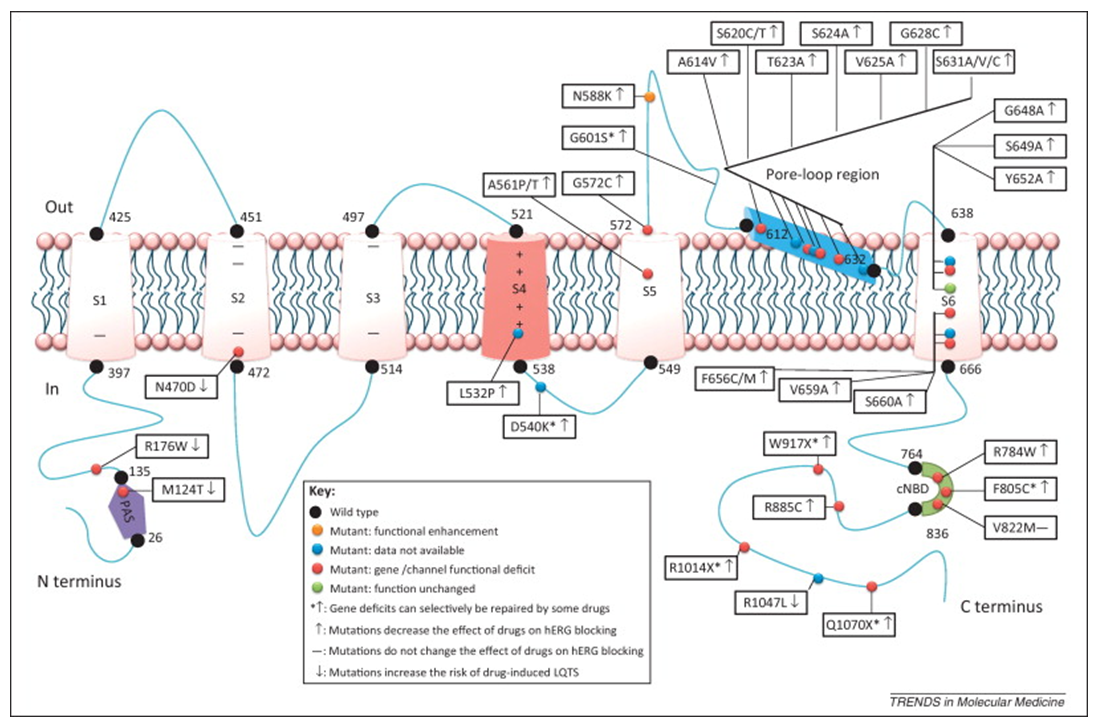 Current pharmacogenomic studies on hERG potassium channels.