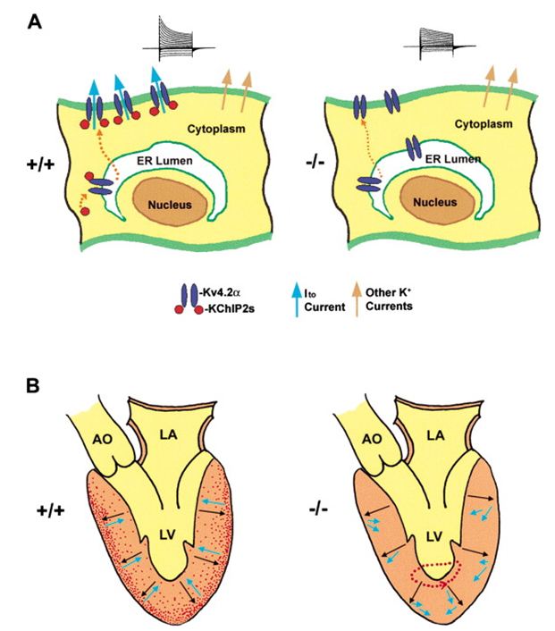 A Schematic Model of How a Deficiency in KChIP2 May Abolish Ito Expression in Cardiac Myocytes and Confer Susceptibility to Ventricular Arrhythmias.