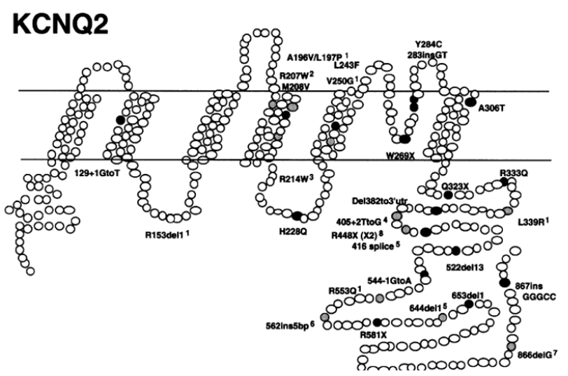 Location of 29 mutations in the KCNQ2 gene.