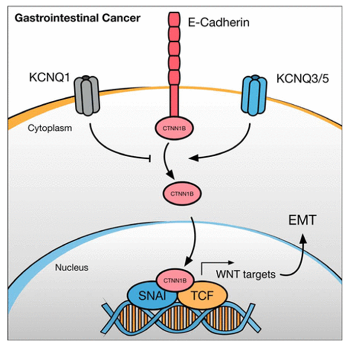 KCNQ gene family members act as both tumor suppressors and oncogenes in gastrointestinal cancers. 