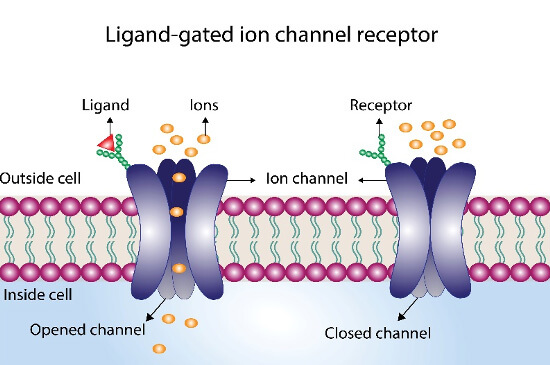 Ligand Gated Ion Channels