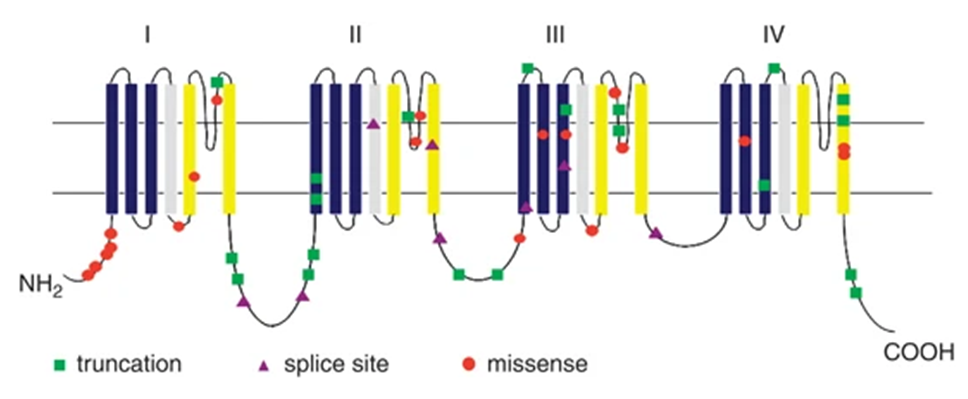 Location of 47 SCN1A point mutations in the sodium channel α1 subunit.