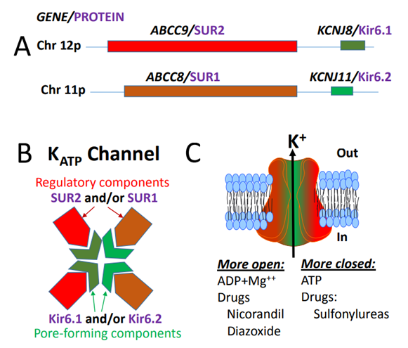 Schematic representation of the genes and proteins that make up the human KATP channel.