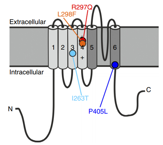 Structure of the voltage-gated potassium channel KV1.2.