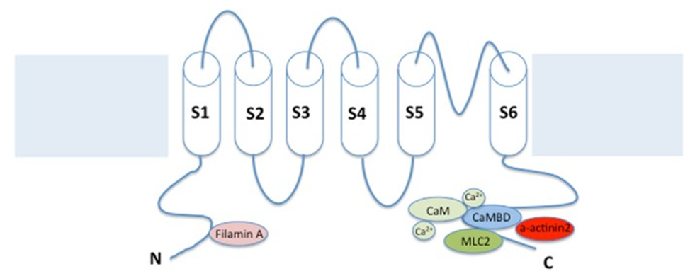 SK channels consist of six transmembrane regions (TMs) and a single pore loop, with four subunits around the central pore.