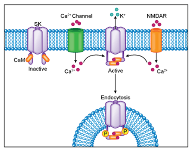 Four SK2 proteins, each bound to one CaM protein, form the voltage-independent calcium-activated SK2 channel.