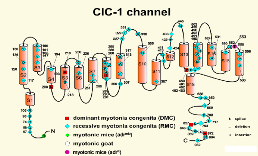  Membrane topology of the chloride channel.
