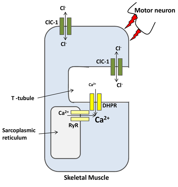 ClC-1 is a major ion channel involved in the membrane resting potential of skeletal muscles.