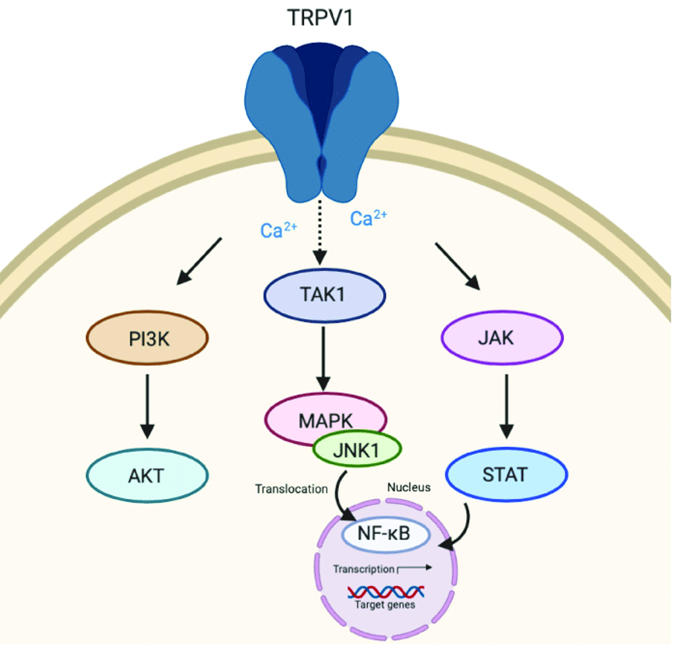 Transient receptor potential vanilloid 1 (TRPV1) signaling.