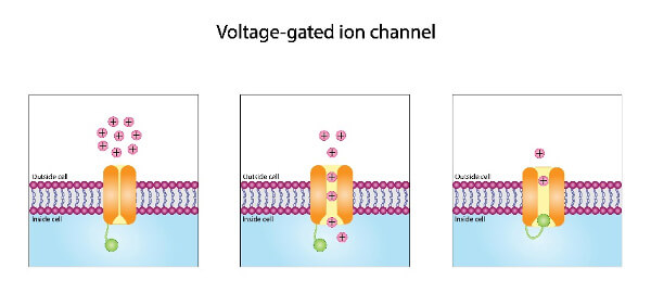 Voltage Gated Ion Channels Research Services