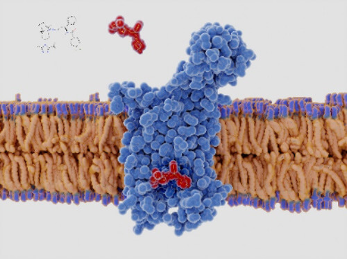 Voltage Gated Ion Channels Research Services