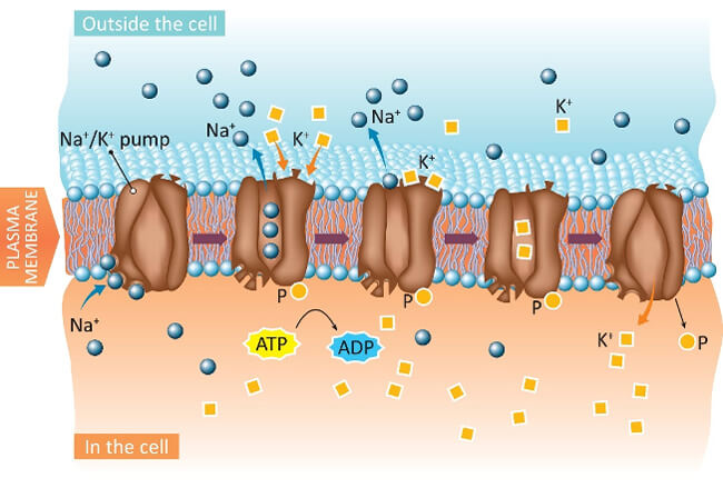 Voltage Gated Ion Channels Research Services